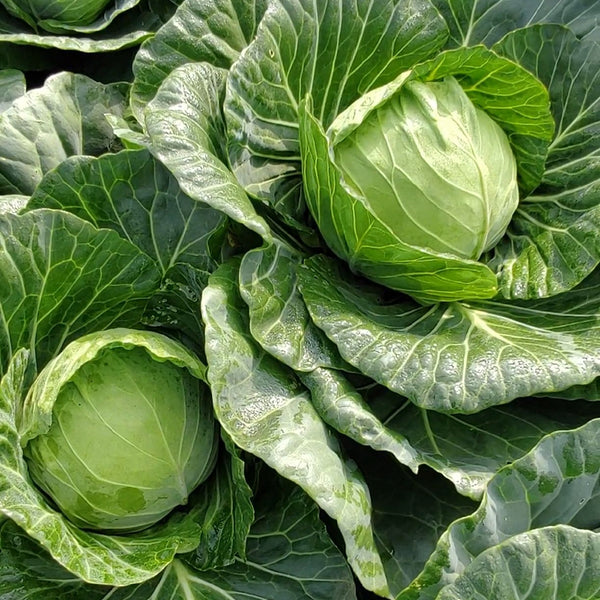 Iron Green 45 Cabbage, 10g