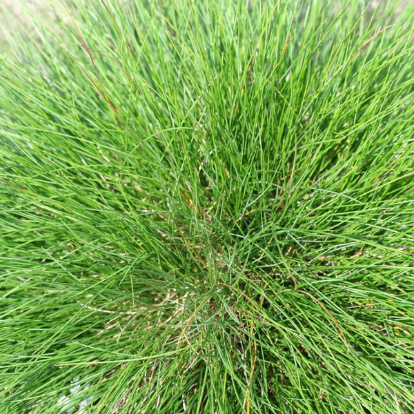 Festuca arundinacea 'Chenelle' Seeds, 200g