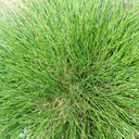 Festuca arundinacea 'Chenelle' Seeds, 200g
