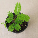Sensitive Plant (Mimosa pudica L.) Seeds, 100 Seeds