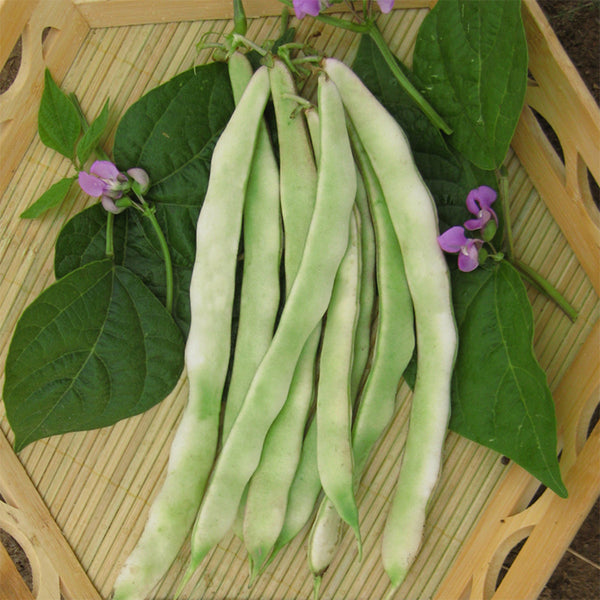 Didouwang No.1 Kidney Bean Seeds, 10g Per Bag