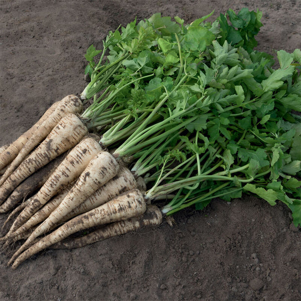 Parsnip, 200 Seeds