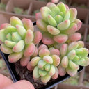 Echeveria cv. 'Shangri-La', 3pcs x 1-head
