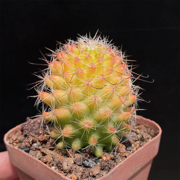 Mammillaria jaliscana f. variegata 'Hongnawan', 3-4cm