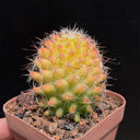Mammillaria jaliscana f. variegata 'Hongnawan', 3-4cm