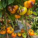 1060 Tempting Cheeks Tomato, 5 Seeds