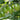 619 Green Envy F1 Tomato, 5 Seeds