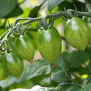 619 Green Envy F1 Tomato, 5 Seeds