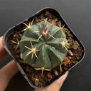 Ferocactus macrodiscus, 3-4cm