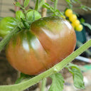 Cherokee Purple Tomato, 10 Seeds