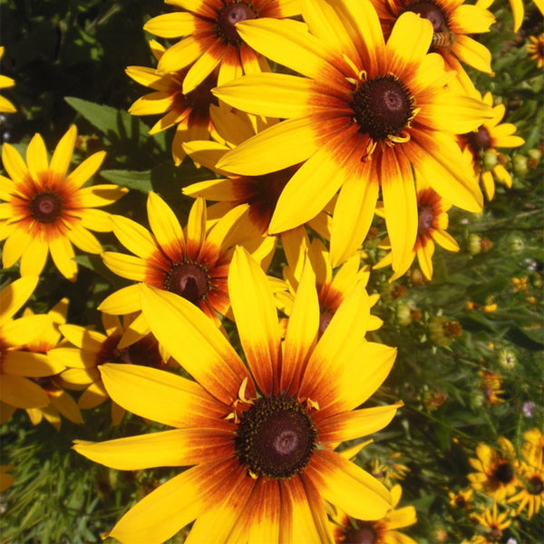 Hezhichun Tall Black-eyed Susan Seeds, 1g