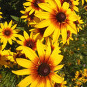 Hezhichun Tall Black-eyed Susan Seeds, 1g