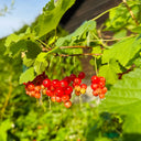 Red Currant, 10 Seeds