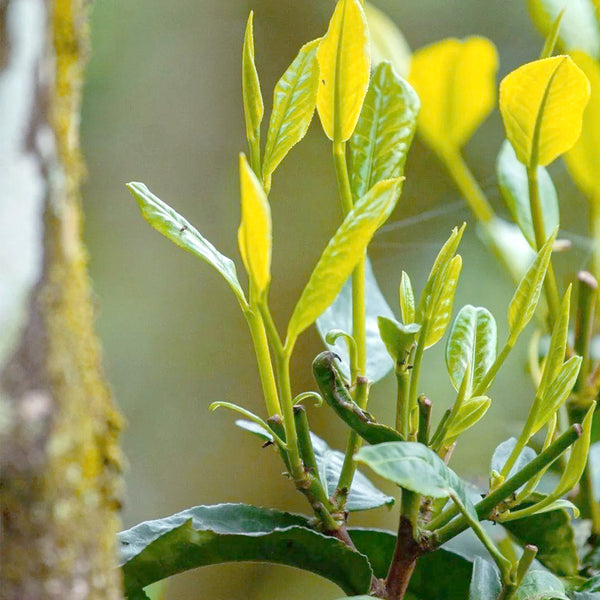 Tea Plant (Camellia sinensis) Seeds, 50 Seeds