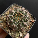 Gymnocalycium riojense, 3-4cm