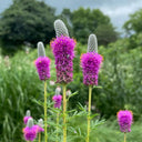 Purple Prairie Clover, 130 Seeds