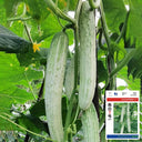 Yanbai No.7 White Cucumber Seeds, 10g