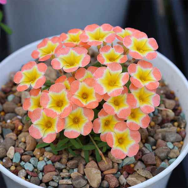 Oxalis Candy Box Series - 'Pumpkin', 2 Bulbs