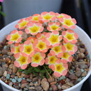 Oxalis Candy Box Series - 'Pumpkin', 2 Bulbs