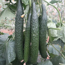 Zhongnong Spring-Autumn Hybrid Cucumber F1 Seeds, 3g