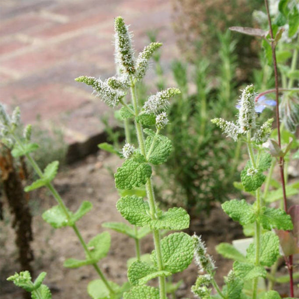 Apple Mint, 1000 Seeds