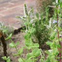 Apple Mint, 1000 Seeds