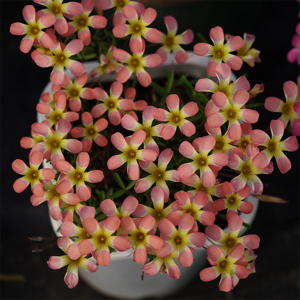 Oxalis Candy Box Series - 'Watermelon', 2 Bulbs