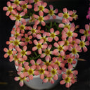 Oxalis Candy Box Series - 'Watermelon', 2 Bulbs