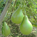 Dipper Gourd, 15 Seeds