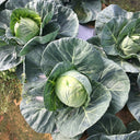 Xingyou Jingfeng No.1 Cabbage, 1000 Seeds