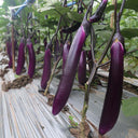 W963 Red Gold Purple-Red Long Eggplant, 5g