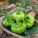 Jiangbing Pumpkin Seeds, 10g