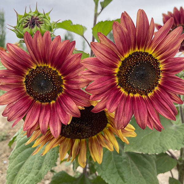HEL25 Sunflower, 100 Seeds