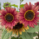 HEL25 Sunflower, 100 Seeds