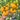 428 Orange Chupa Chups Tomato, 5 Seeds