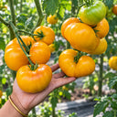 428 Orange Chupa Chups Tomato, 5 Seeds