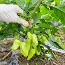 Ghost Pepper Seeds, 20 Seeds