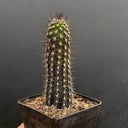 Setiechinopsis mirabilis, 4-5cm