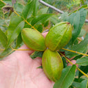 Pecan, 5 Seeds