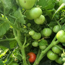 573 Tiny Totem Tomato, 5 Seeds