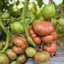 656 Kozula 128 Tomato, 5 Seeds