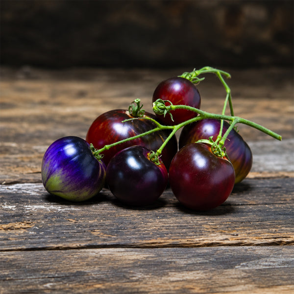 398 Glossy Rose Blue Tomato, 5 Seeds