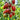 401 Violet Heart Cherry Tomato, 5 Seeds