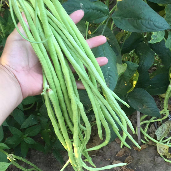Chunxiu No.7 Long Bean Seeds, 200g