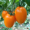 Yellow Roman Tomato Seeds, 100 Seeds