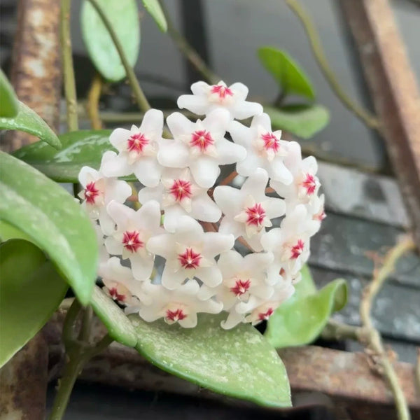 Hoya WG-073, 5 Cuttings