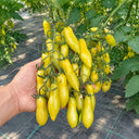 1 Dancing Green Fingers Tomato, 5 Seeds
