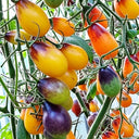 596 Slivovaya Kaplya F1 Tomato, 5 Seeds