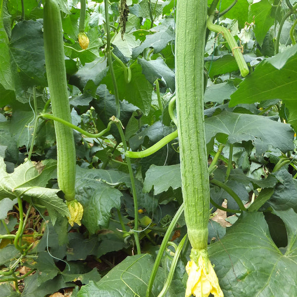 Jiamei 60 Long Sponge Gourd, 100 Seeds
