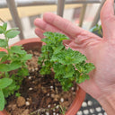 Crinkled-leaf Peppermint, 500 Seeds